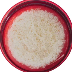 MSR Guardian Gravity Filter Replacement